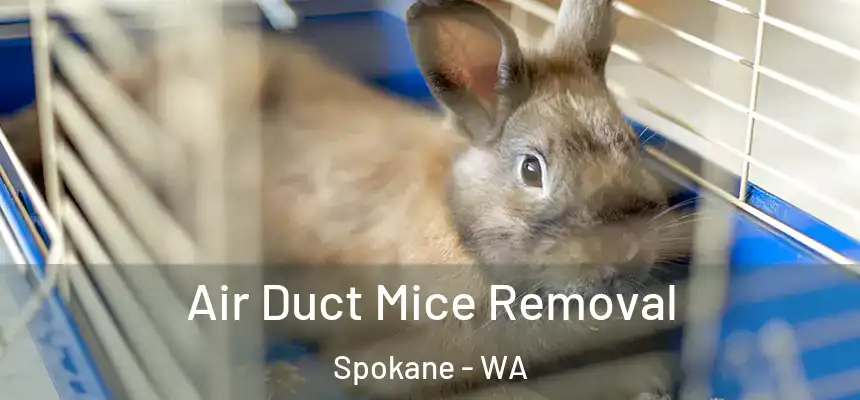 Air Duct Mice Removal Spokane - WA